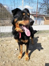 BOBBY, Hund, Mischlingshund in Slowakische Republik - Bild 20
