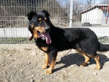 BOBBY, Hund, Mischlingshund in Slowakische Republik - Bild 21