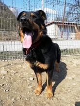 BOBBY, Hund, Mischlingshund in Slowakische Republik - Bild 22