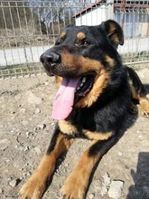 BOBBY, Hund, Mischlingshund in Slowakische Republik - Bild 23