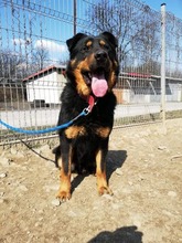 BOBBY, Hund, Mischlingshund in Slowakische Republik - Bild 24