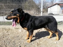 BOBBY, Hund, Mischlingshund in Slowakische Republik - Bild 25