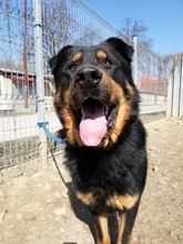 BOBBY, Hund, Mischlingshund in Slowakische Republik - Bild 26