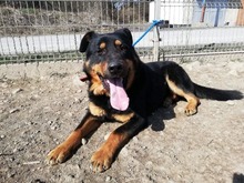 BOBBY, Hund, Mischlingshund in Slowakische Republik - Bild 27