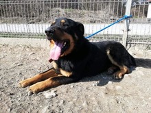 BOBBY, Hund, Mischlingshund in Slowakische Republik - Bild 29