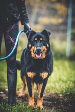 BOBBY, Hund, Mischlingshund in Slowakische Republik - Bild 3