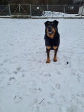BOBBY, Hund, Mischlingshund in Slowakische Republik - Bild 31