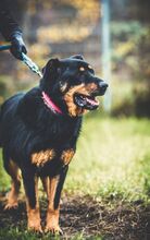 BOBBY, Hund, Mischlingshund in Slowakische Republik - Bild 6
