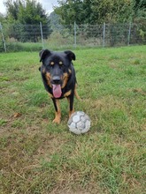 BOBBY, Hund, Mischlingshund in Slowakische Republik - Bild 7