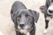 RONIE, Hund, Mischlingshund in Bulgarien - Bild 1