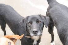 RONIE, Hund, Mischlingshund in Bulgarien - Bild 2