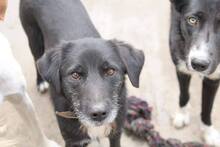 RONIE, Hund, Mischlingshund in Bulgarien - Bild 3
