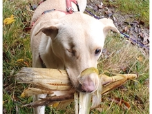 HARRY, Hund, Mischlingshund in Geiselwind - Bild 12
