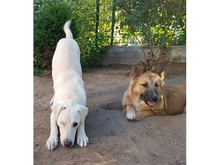 HARRY, Hund, Mischlingshund in Geiselwind - Bild 15