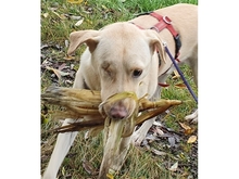 HARRY, Hund, Mischlingshund in Geiselwind - Bild 18