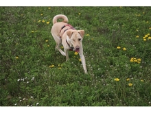 HARRY, Hund, Mischlingshund in Geiselwind - Bild 6