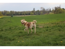 HARRY, Hund, Mischlingshund in Geiselwind - Bild 9