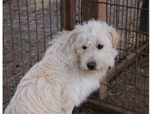 PIET, Hund, Mischlingshund in Rumänien - Bild 1