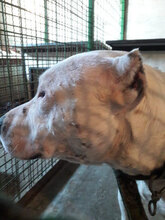 ARES, Hund, American Staffordshire Terrier-Mix in Kroatien - Bild 12