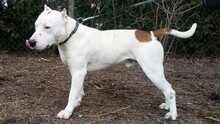 ARES, Hund, American Staffordshire Terrier-Mix in Kroatien - Bild 2