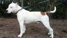 ARES, Hund, American Staffordshire Terrier-Mix in Kroatien - Bild 4