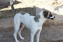 HARVARD, Hund, Mischlingshund in Spanien - Bild 2