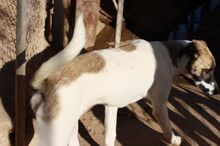 HARVARD, Hund, Mischlingshund in Spanien - Bild 4