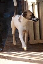 HARVARD, Hund, Mischlingshund in Spanien - Bild 5