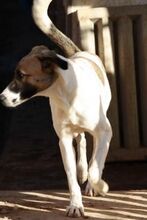 HARVARD, Hund, Mischlingshund in Spanien - Bild 7