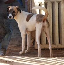 HARVARD, Hund, Mischlingshund in Spanien - Bild 8