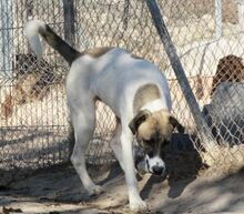 HARVARD, Hund, Mischlingshund in Spanien - Bild 9