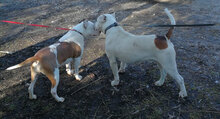 ASRA, Hund, American Staffordshire Terrier-Mix in Kroatien - Bild 8