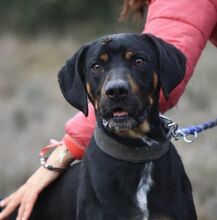 BARLEY, Hund, Mischlingshund in Spanien - Bild 10