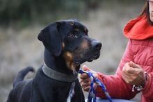BARLEY, Hund, Mischlingshund in Spanien - Bild 11