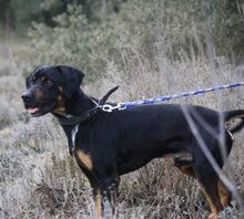 BARLEY, Hund, Mischlingshund in Spanien - Bild 15