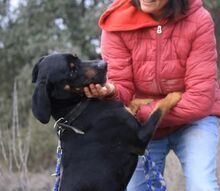 BARLEY, Hund, Mischlingshund in Spanien - Bild 16