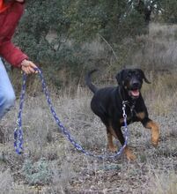 BARLEY, Hund, Mischlingshund in Spanien - Bild 2