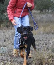 BARLEY, Hund, Mischlingshund in Spanien - Bild 3
