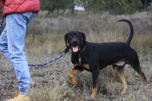 BARLEY, Hund, Mischlingshund in Spanien - Bild 4