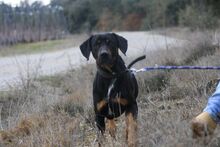 BARLEY, Hund, Mischlingshund in Spanien - Bild 6