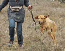 PITONISO, Hund, Griffon-Mix in Spanien - Bild 10