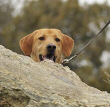 PITONISO, Hund, Griffon-Mix in Spanien - Bild 11