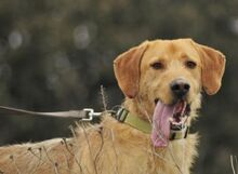 PITONISO, Hund, Griffon-Mix in Spanien - Bild 3