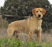 PITONISO, Hund, Griffon-Mix in Spanien - Bild 4