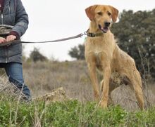 PITONISO, Hund, Griffon-Mix in Spanien - Bild 5