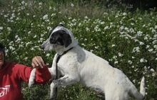 SABINE, Hund, Mischlingshund in Spanien - Bild 4
