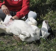 SABINE, Hund, Mischlingshund in Spanien - Bild 5