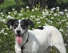 SABINE, Hund, Mischlingshund in Spanien - Bild 6