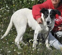 SABINE, Hund, Mischlingshund in Spanien - Bild 7