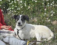 SABINE, Hund, Mischlingshund in Spanien - Bild 8